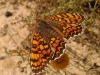 Melitaea phoebe