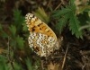 Melitaea phoebe