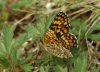 Melitaea phoebe