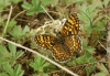 Melitaea phoebe