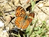 Melitaea phoebe