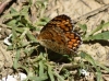 Melitaea phoebe