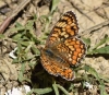 Melitaea phoebe