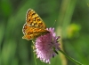 Melitaea phoebe