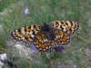 Melitaea phoebe