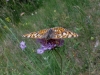 Melitaea phoebe