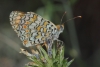 Melitaea phoebe