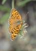 Melitaea phoebe