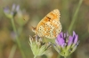 Melitaea phoebe