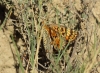 Melitaea phoebe