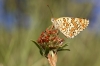 Melitaea phoebe