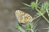 Melitaea phoebe