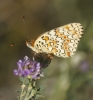 Melitaea phoebe