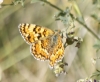 Melitaea phoebe