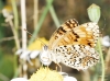 Melitaea phoebe