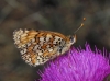 Melitaea phoebe