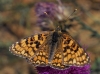 Melitaea phoebe