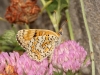 Melitaea phoebe