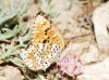 Melitaea phoebe