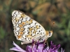 Melitaea phoebe