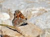 Melitaea phoebe