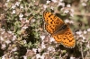 Melitaea trivia