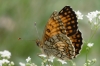 Melitaea athalia