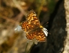 Melitaea celadussa