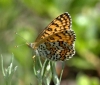 Melitaea cinxia