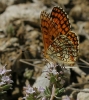 Melitaea deione