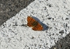 Melitaea deione
