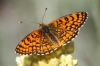 Melitaea deione