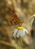 Melitaea deione
