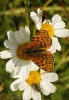 Melitaea deione
