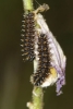 Melitaea deione