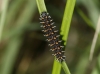 Melitaea deione