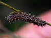 Melitaea deione