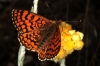 Melitaea deione