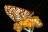 Melitaea deione