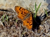 Melitaea didyma