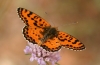 Melitaea didyma