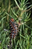 Melitaea didyma