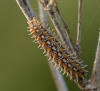 Melitaea didyma