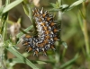 Melitaea didyma