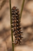 Melitaea didyma