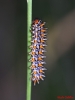 Melitaea didyma