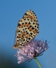 Melitaea didyma