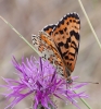 Melitaea didyma