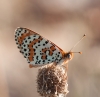 Melitaea didyma