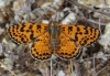 Melitaea didyma